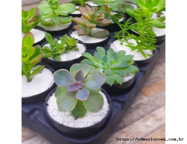 Mini Suculentas Tamanho Seis